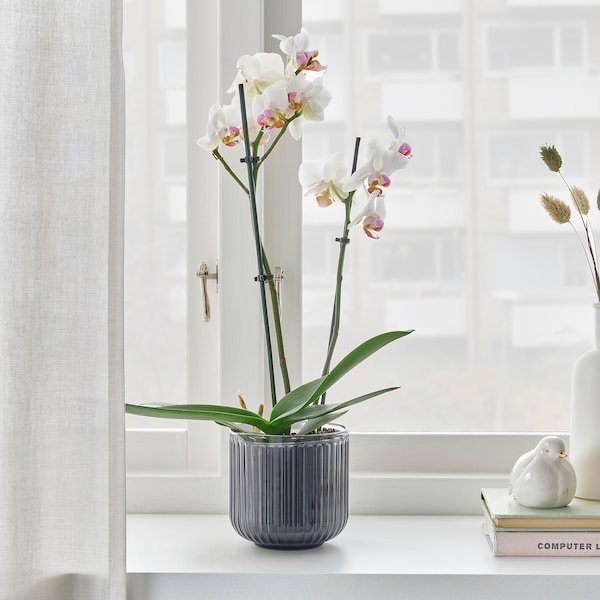 IKEA PHALAENOPSIS potted plant, Orchid/2-stem assorted species plants, 4 ¾ in, Ikea Ireland | 7263IZOUW