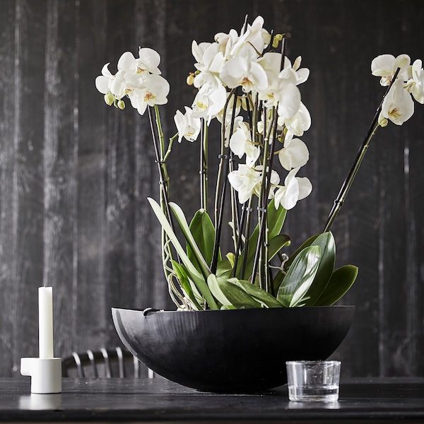 IKEA PHALAENOPSIS potted plant, Orchid/2-stem assorted species plants, 4 ¾ in, Ikea Ireland | 7263IZOUW