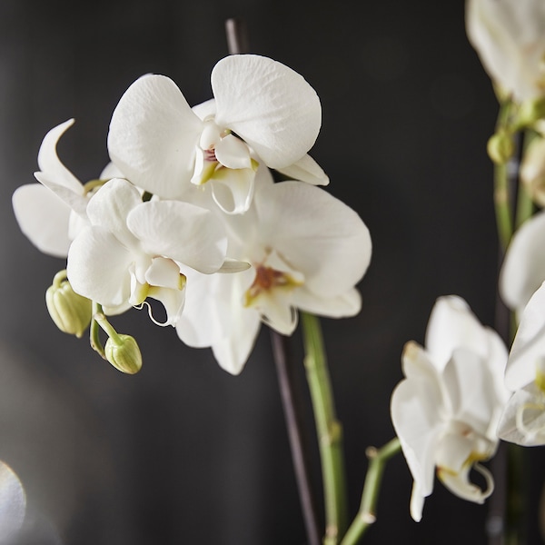 IKEA PHALAENOPSIS potted plant, Orchid/2-stem assorted species plants, 4 ¾ in, Ikea Ireland | 7263IZOUW