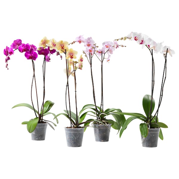 IKEA PHALAENOPSIS potted plant, Orchid/2-stem assorted species plants, 4 ¾ in, Ikea Ireland | 7263IZOUW