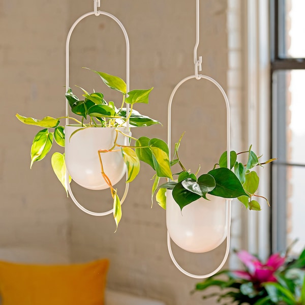 IKEA PHILODENDRON potted plant, assorted species plants, 5 in, Ikea Ireland | 4258CZVTM