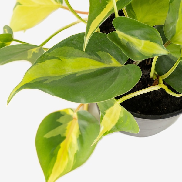 IKEA PHILODENDRON potted plant, assorted species plants, 5 in, Ikea Ireland | 4258CZVTM