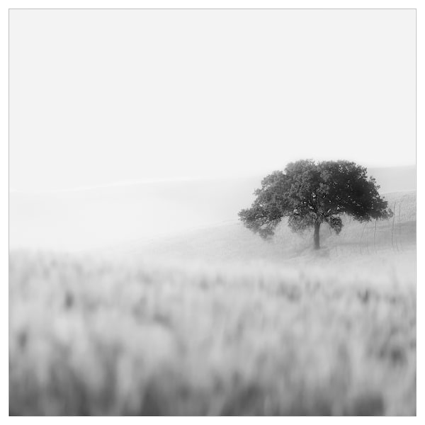 IKEA PJÄTTERYD picture, 22x22 in Lonely Tree, Ikea Ireland | 8429UFWNJ