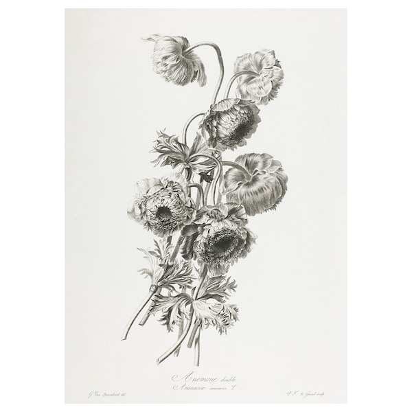 IKEA PJÄTTERYD picture, a bouquet, 19 ¾x27 ½ in A Bouquet, Ikea Ireland | 6318JAEYL