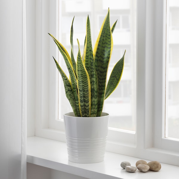 IKEA SANSEVIERIA TRIFASCIATA potted plant, Mother-in-law's tongue, 6 in, Ikea Ireland | 0694NUYGR