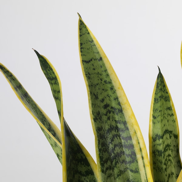 IKEA SANSEVIERIA TRIFASCIATA potted plant, Mother-in-law's tongue, 6 in, Ikea Ireland | 0694NUYGR