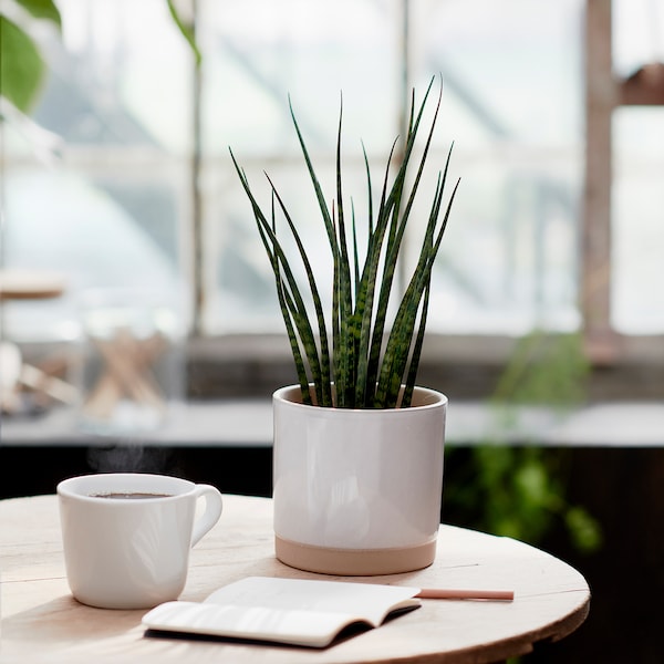 IKEA SANSEVIERIA potted plant, assorted species plants, 5 in, Ikea Ireland | 6215WZGBJ