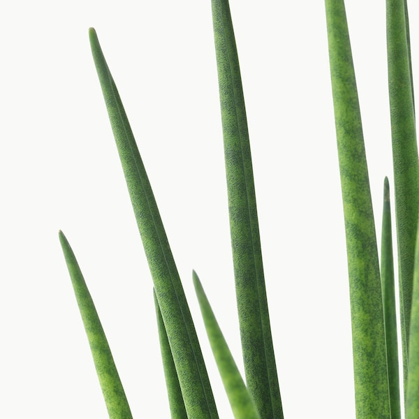 IKEA SANSEVIERIA potted plant, assorted species plants, 5 in, Ikea Ireland | 6215WZGBJ