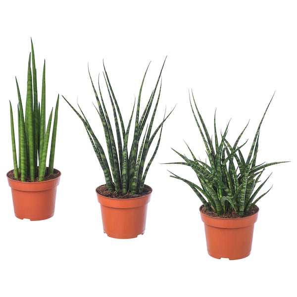 IKEA SANSEVIERIA potted plant, assorted species plants, 5 in, Ikea Ireland | 6215WZGBJ