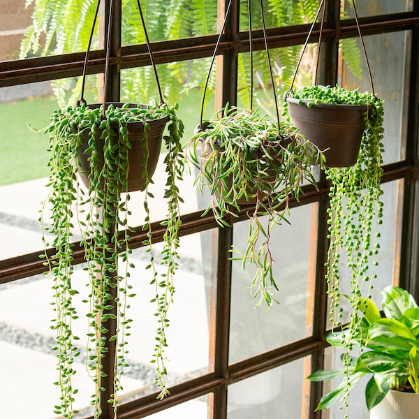 IKEA SENECIO hanging plant, assorted species plants, 6 in, Ikea Ireland | 9084BSWJD
