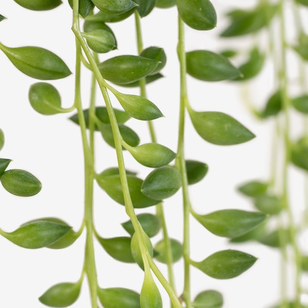 IKEA SENECIO hanging plant, assorted species plants, 6 in, Ikea Ireland | 9084BSWJD