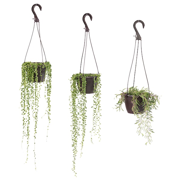 IKEA SENECIO hanging plant, assorted species plants, 6 in, Ikea Ireland | 9084BSWJD
