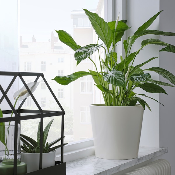 IKEA SOJABÖNA plant pot, white, 7 ½ in, Ikea Ireland | 0193NKACF
