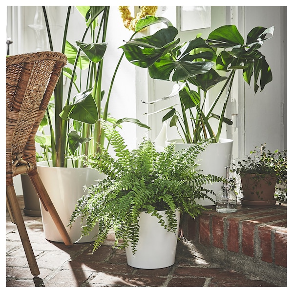 IKEA SOJABÖNA plant pot, white, 9 ½ in, Ikea Ireland | 4736QEOIR