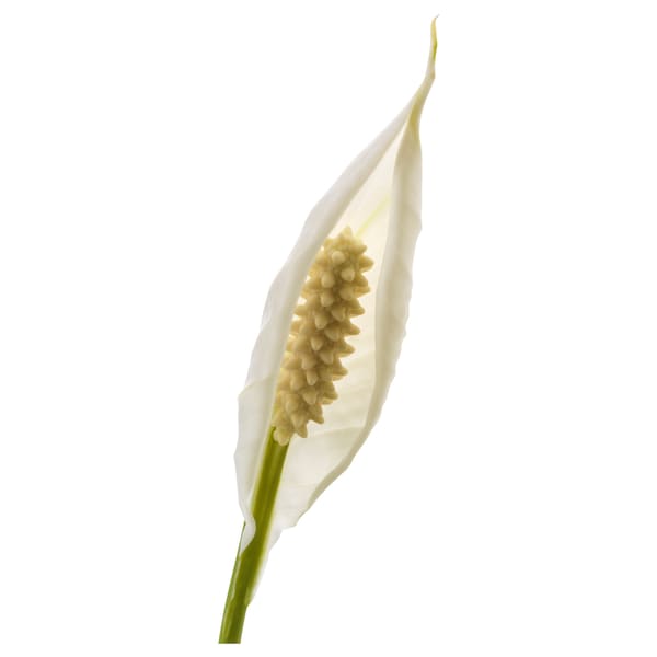 IKEA SPATHIPHYLLUM potted plant, Peace lily, 6 in, Ikea Ireland | 3781EPWHA