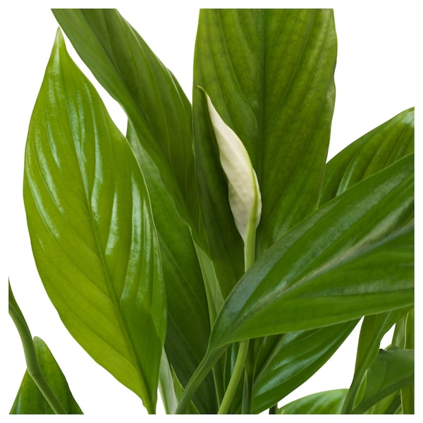 IKEA SPATHIPHYLLUM potted plant, Peace lily, 6 in, Ikea Ireland | 3781EPWHA
