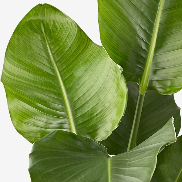 IKEA STRELITZIA potted plant, white bird of paradise, 9 ¼ in, Ikea Ireland | 2895XMCLY