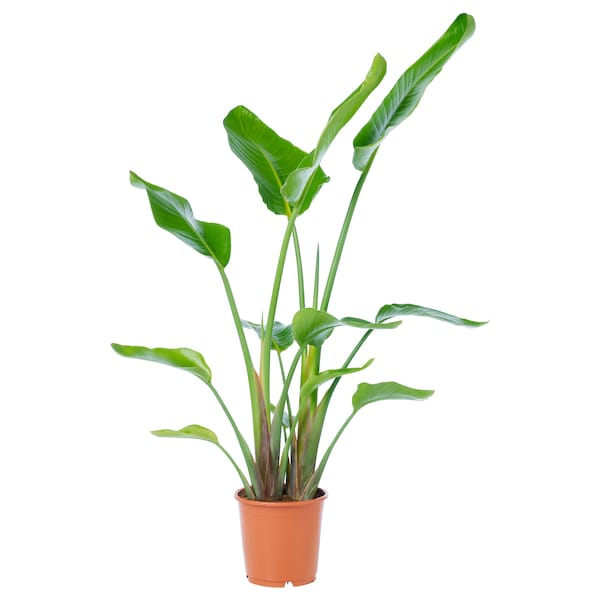 IKEA STRELITZIA potted plant, white bird of paradise, 9 ¼ in, Ikea Ireland | 2895XMCLY