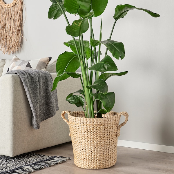 IKEA TÖRNBÄR plant pot, banana fiber handmade, 12 ½ in, Ikea Ireland | 4853JXCBO