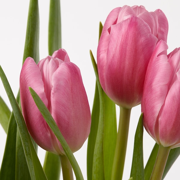 IKEA TULIPA potted plant, tulip, 6 in, Ikea Ireland | 5312JWBDS