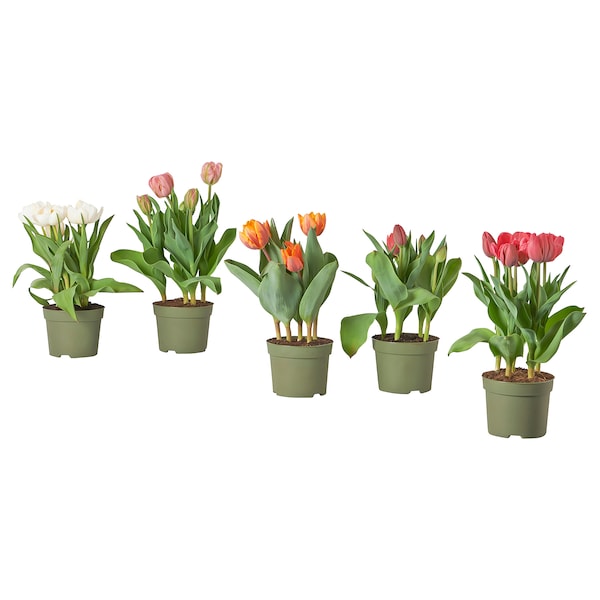 IKEA TULIPA potted plant, tulip, 6 in, Ikea Ireland | 5312JWBDS
