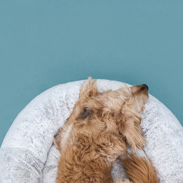 IKEA UTSÅDD pet bed, light gray, L, Ikea Ireland | 0365VTNSE