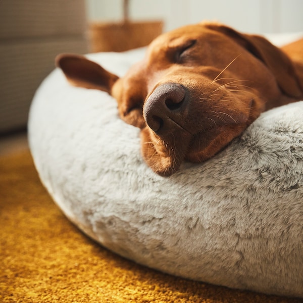 IKEA UTSÅDD pet bed, light gray, XL, Ikea Ireland | 3612IJEFV