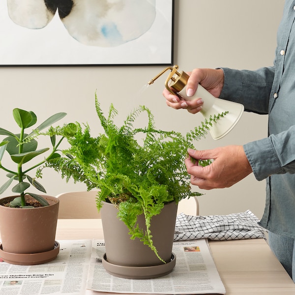 IKEA VATTENKRASSE plant mister, ivory/gold, 12 oz, Ikea Ireland | 7061AFTSW