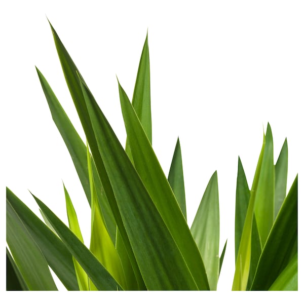 IKEA YUCCA ELEPHANTIPES potted plant, Spineless yucca/3-stem, 9 ½ in, Ikea Ireland | 9045UVJBA