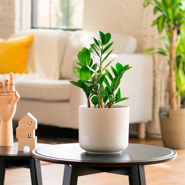 IKEA ZAMIOCULCAS potted plant, Aroid palm, 6 in, Ikea Ireland | 5841XKLDI