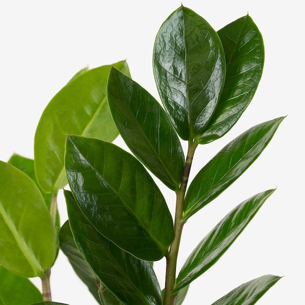 IKEA ZAMIOCULCAS potted plant, Aroid palm, 6 in, Ikea Ireland | 5841XKLDI