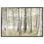 Birches / Black