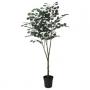 Eucalyptus