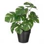 Monstera