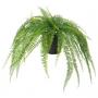Hanging / Fern