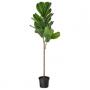 Fiddle / Leaf Fig