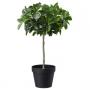 Weeping Fig Stem