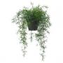 Asparagus / Hanging