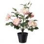 Rose Pink