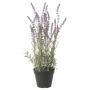Lavender Lilac