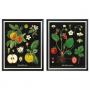 Vintage Botanical Fruit Charts