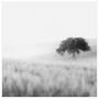 Lonely Tree